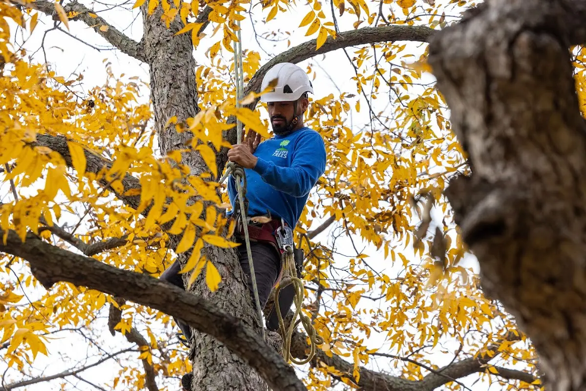 Skilled Storm Damage Cleanup crew working in Pioneer